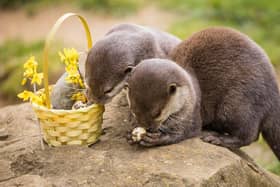 Father and daughter duo Kuvo and Meeko, the Asian short-clawed otters, enjoyed a feast of cooked quails eggs collected from a local supplier.