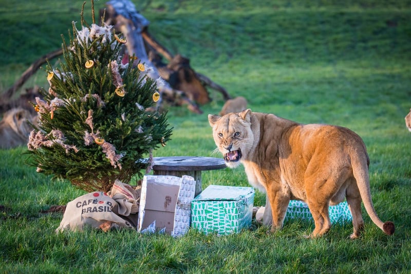 On the other side of the park, far away from newbie Gala, Tullulah the lioness is fiercely guarding her goodies. What do you think is inside?