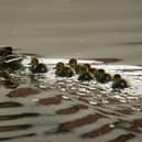 A flotilla of mallard ducklings follows its mother (Photo by David McNew/Getty Images)