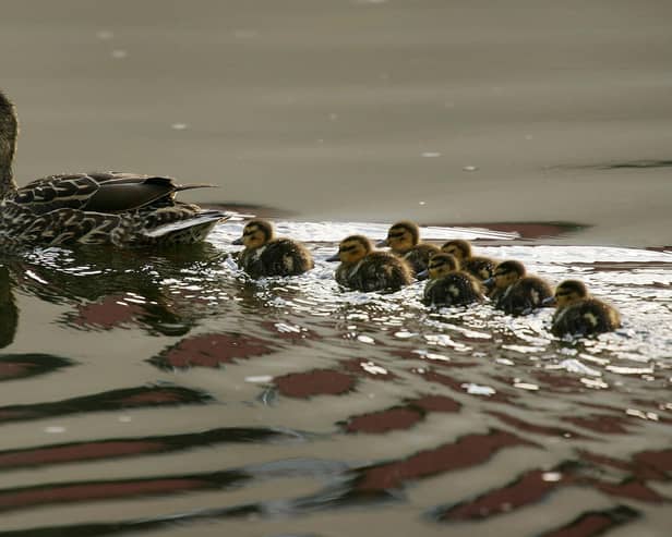 A flotilla of mallard ducklings follows its mother (Photo by David McNew/Getty Images)