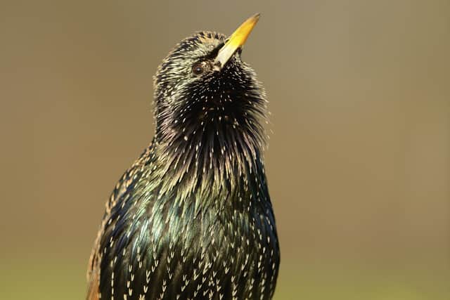 The starling was the most frequently spotted bird across Bedfordshire as part of the RSPB's Big Garden Birdwatch. Photo: Ben Andrew