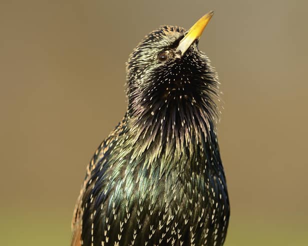 The starling was the most frequently spotted bird across Bedfordshire as part of the RSPB's Big Garden Birdwatch. Photo: Ben Andrew