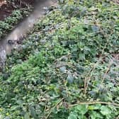 Residents in Leighton Buzzard have complained of sewage in local streams