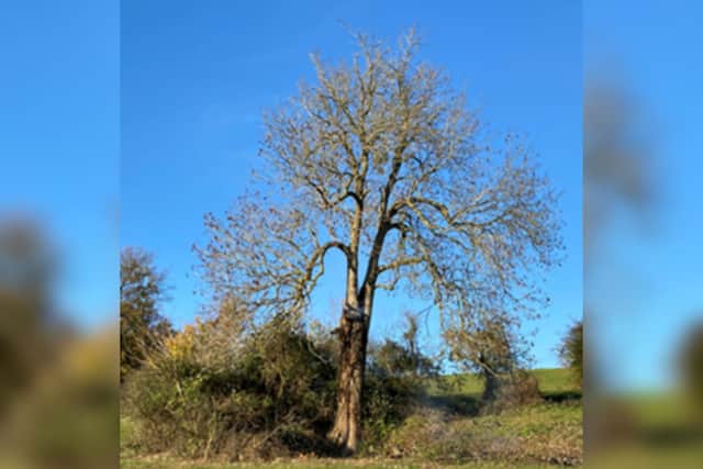 The tree before the fire (Picture courtesy of Malcolm Tattersall)