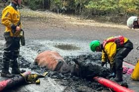 The dramatic rescue occurred in Cople yesterday (August 20)