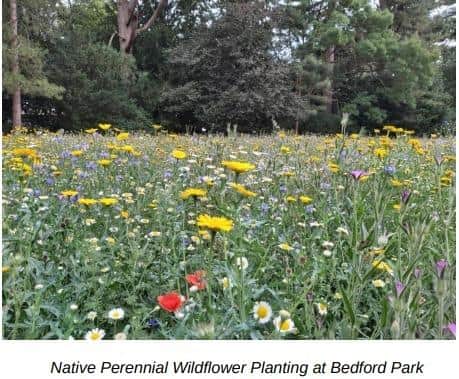 Native wildflower planting at Bedford park