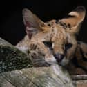 A serval cat laying down. Picture: J-Photos via Unsplash