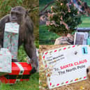 Rolling in gift wrap and gifts, Christmas is in full swing. Picture: ZSL and Woburn Safari Park