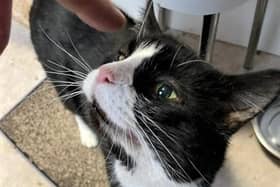Cats Protection are appealing for a home for sweet Felix.