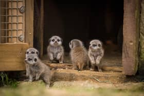 The five new meerkat pups at Woburn Safari Park