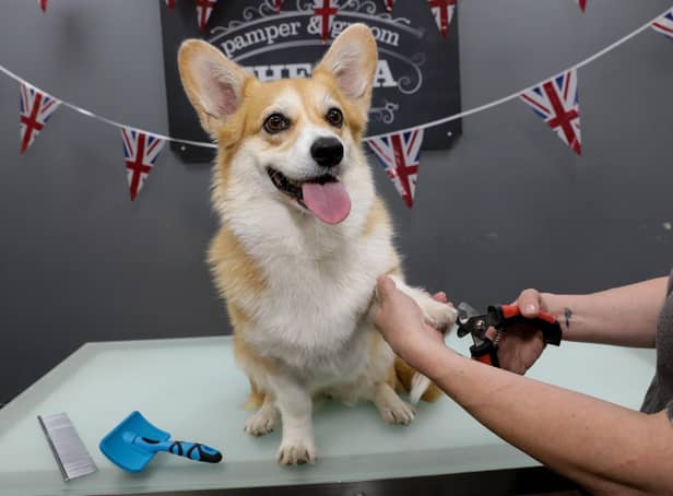 Lily, the Corgi who featured in Netflix hit “The Crown”, receiving her free groom at the Spa @ Jollyes.