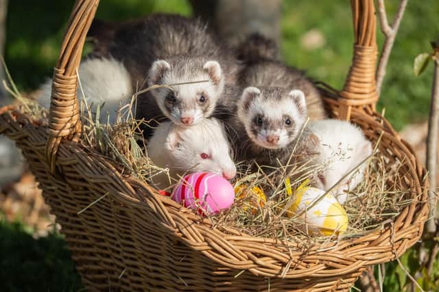 Ferrets enjoying a scented easter basket