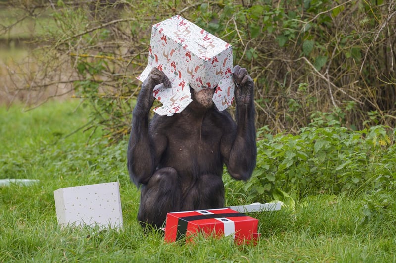 Chimpanzee Elvis stuck his head inside his Christmas box, just to check if there were anymore chickpea treats for him to munch on.