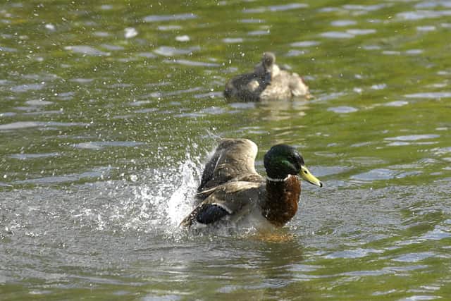 File photo of ducks in a park