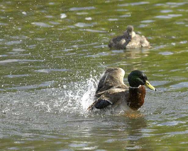 File photo of ducks in a park