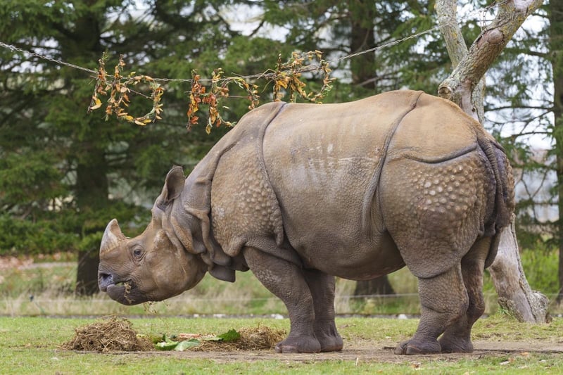 The two-tonne Greater One-Horned Rhino has been treated by his keepers after they left a Christmas surprise in his paddock. Hugo woke up to find 'Ho Ho Ho' wreaths hanging in his outdoor space, made from maple leaves, birch foliage, rosemary and pussy willow branches.