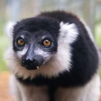 Ghost sightings at Woburn Safari Park it hosts 'Madagas-scare' event this Halloween