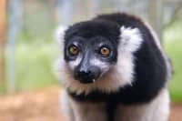 Ghost the black-and-white ruffled lemur