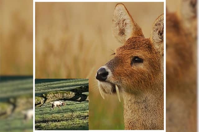 A dog attacked a Chinese Water Deer in Ampthill (Picture: Ampthill Community Policing Team)