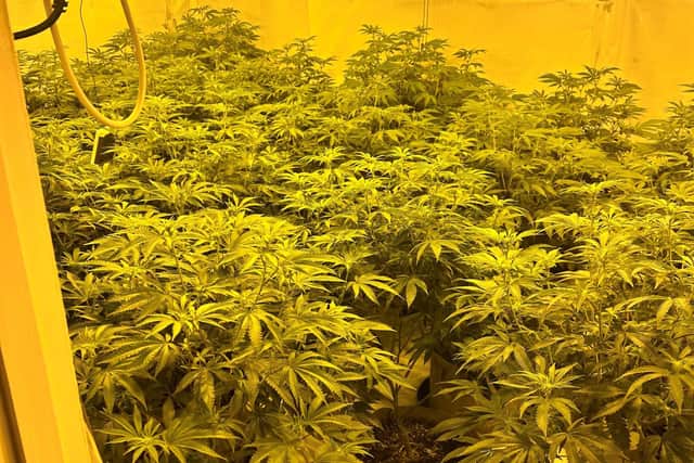 Police raided the cannabis factory on Tuesday morning