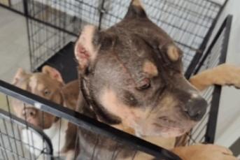 20-year ban from keeping animals for Biddenham man who allowed ear ...