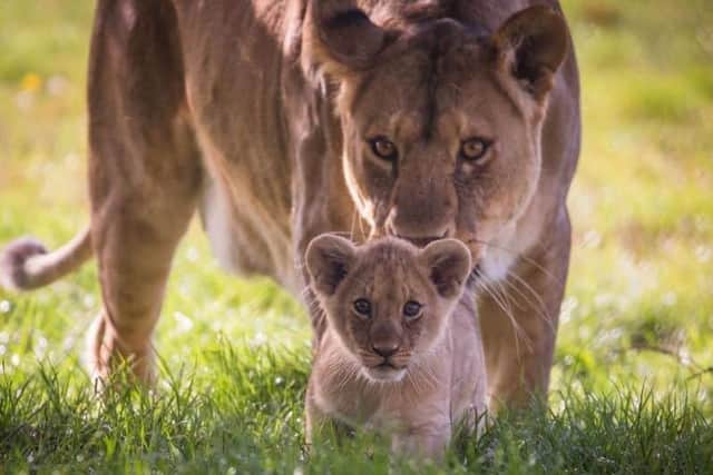 An adorable African lion cub born at Woburn Safari Park (Picture courtesy of Woburn Safari Park)