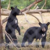 The bear cub siblings