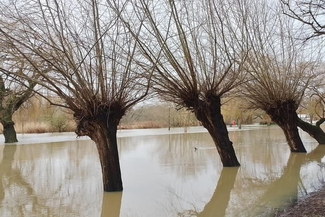 Trees surrounded by water at the Embankment.