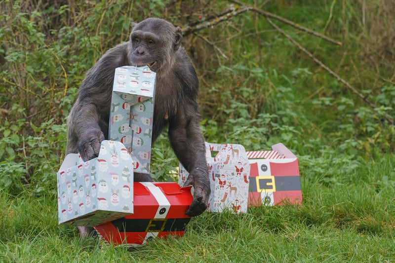 Grant the Chimpanzee couldn't help but take all the presents he could. It is Christmas, of course