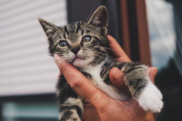 Fire crews free kitten from car dashboard near Bedford vets