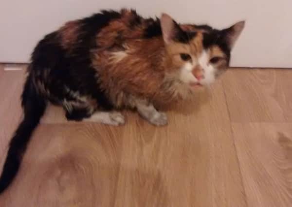Cookie was soaking wet and bedraggled after being pulled  from the river