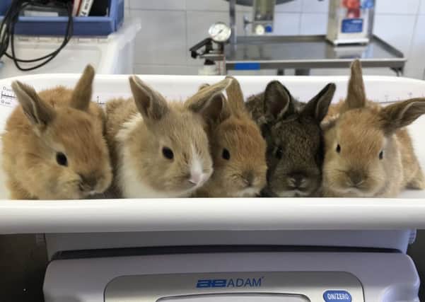 The Von Trapp bunnies
