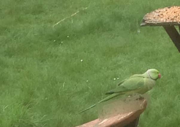 Parrot spotted in Bedford garden