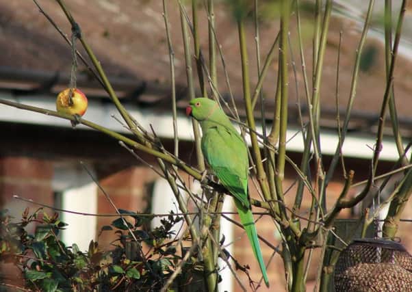 Parakeet spotted in Putnoe. Picture: Natalia Dragon.