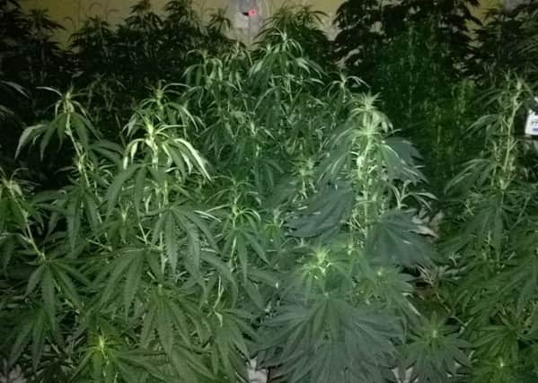 Cannabis discovered at the property. Photo: Cambridgeshire police