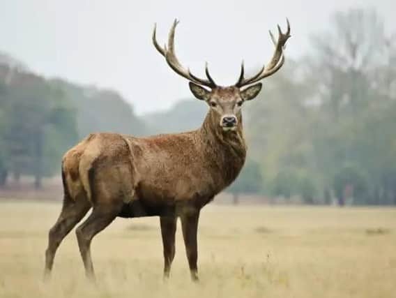 The beautiful stags at Woburn Abbey Deer Park