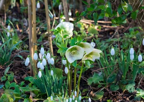The Knoll snowdrops and hellebores