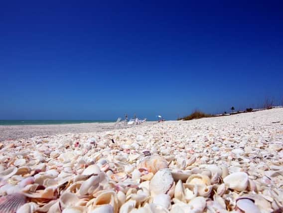 The beaches on Sanibel and Cayo Costa are super for shelling