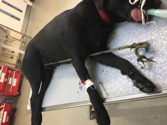 Monty, a two-year-old Labrador, who had a 5ft pole removed