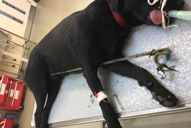 Monty, a two-year-old Labrador, who had a 5ft pole removed