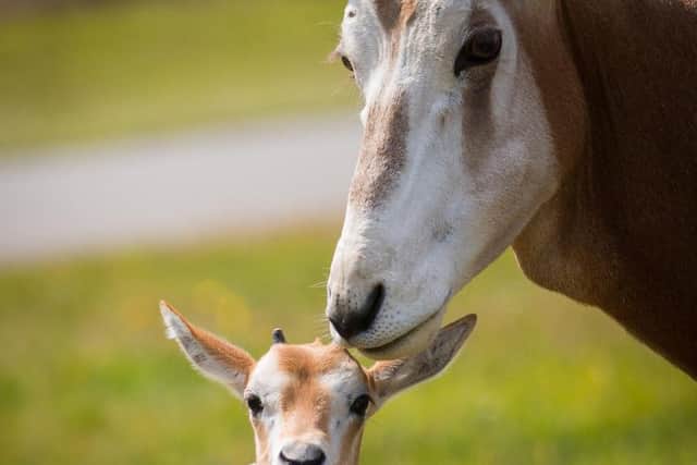 Baby oryx with mother