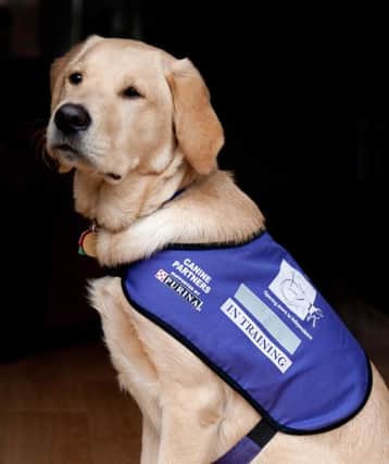 Canine Partner trainee assistance dog, Parker. Picture by Steve Jones of Dogs and Mogs Photography.