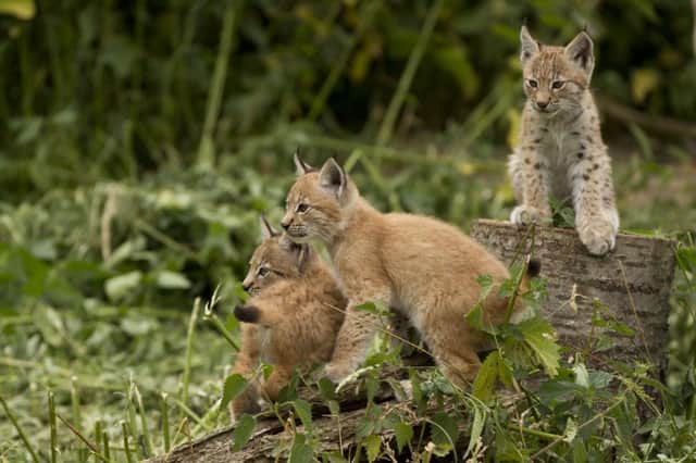 Amber, Ruby and Opal the lynx triplets