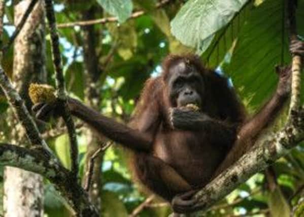 Orangutans can easily be found in the wild in Borneo. Pic: PA Photo/Renato Granieri.