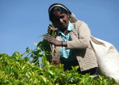 Sri Lanka grows some of the finest tea in the world.