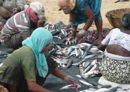 Negombo's fish market in full swing.