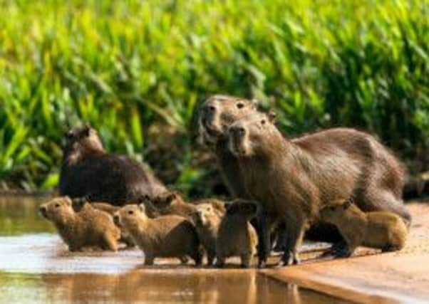 A family of capybara on the banks of the Three Brothers river, Porto Jofre in Pantanal, Mato Grosso, Brazil. Picture: PA Photo/Renato Granieri.