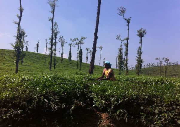 Picking tea at the Glenlorna estate in Coorg, Karnataka, India. Picture: PA Photo.