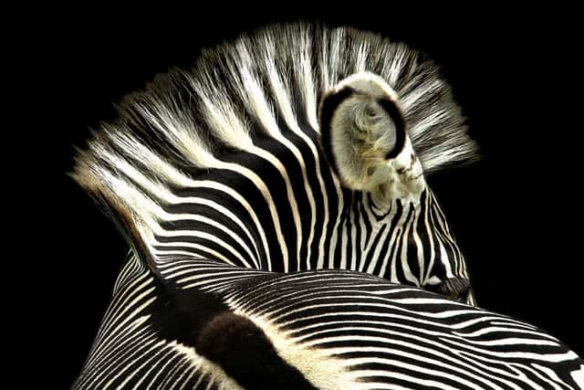 A Striking Pose by Sally Kilpin
