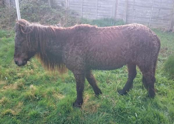 Shetland pony found at Wyboston.